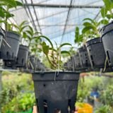 Móc Kẽm Treo Chậu Lan và Cây Cảnh (dài 70cm-1m)