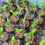 Móc Kẽm Treo Chậu Lan và Cây Cảnh (dài 70cm-1m)