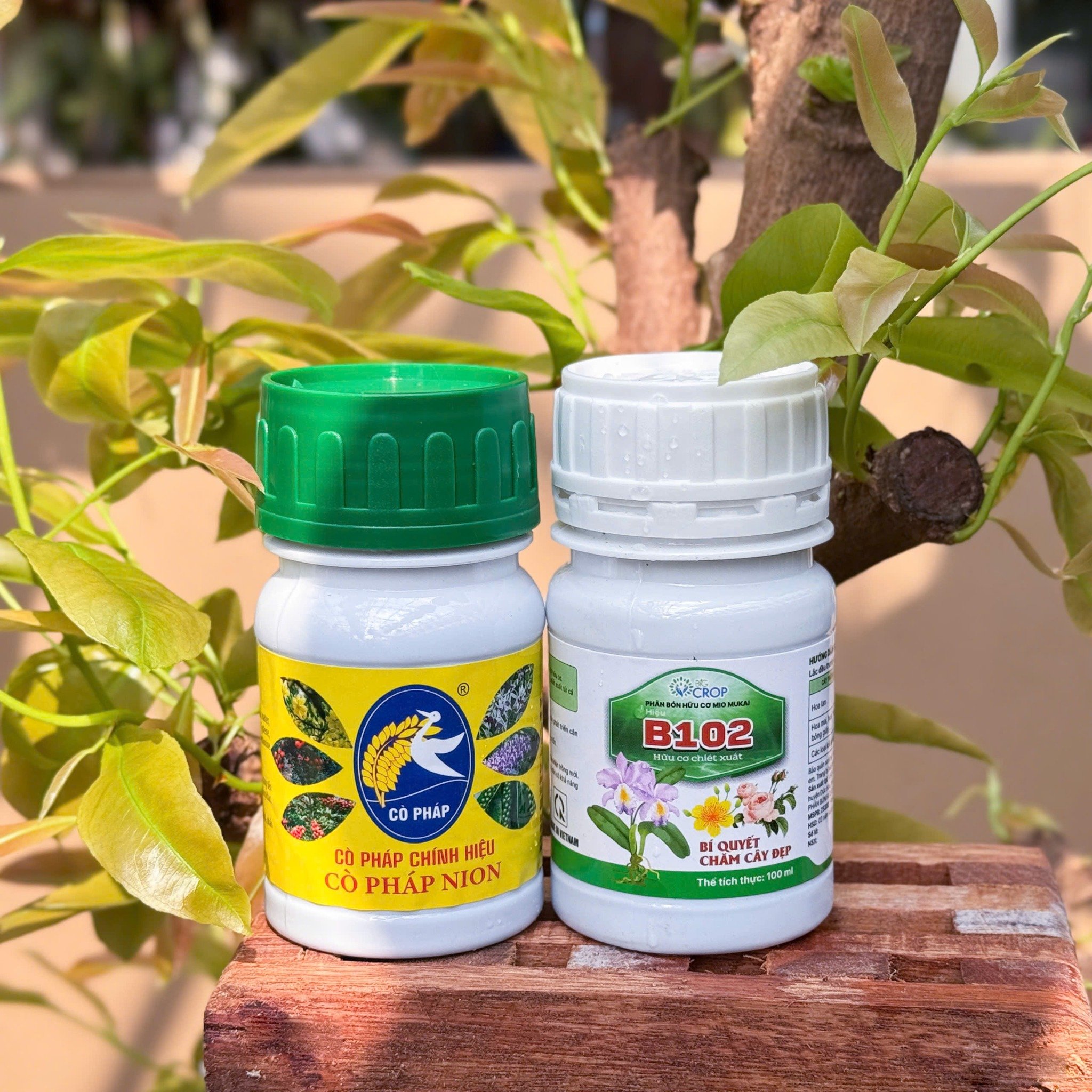 Bộ Đôi Vô Cực - Phục Hồi Mai Vàng Sau Xả Tàn, Suy Kiệt & Hỗ Trợ Mai Ra Rễ, Bật Mầm