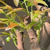 Bộ Đôi Vô Cực - Phục Hồi Mai Vàng Sau Xả Tàn, Suy Kiệt & Hỗ Trợ Mai Ra Rễ, Bật Mầm