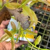 Bộ Đôi Vô Cực - Phục Hồi Mai Vàng Sau Xả Tàn, Suy Kiệt & Hỗ Trợ Mai Ra Rễ, Bật Mầm