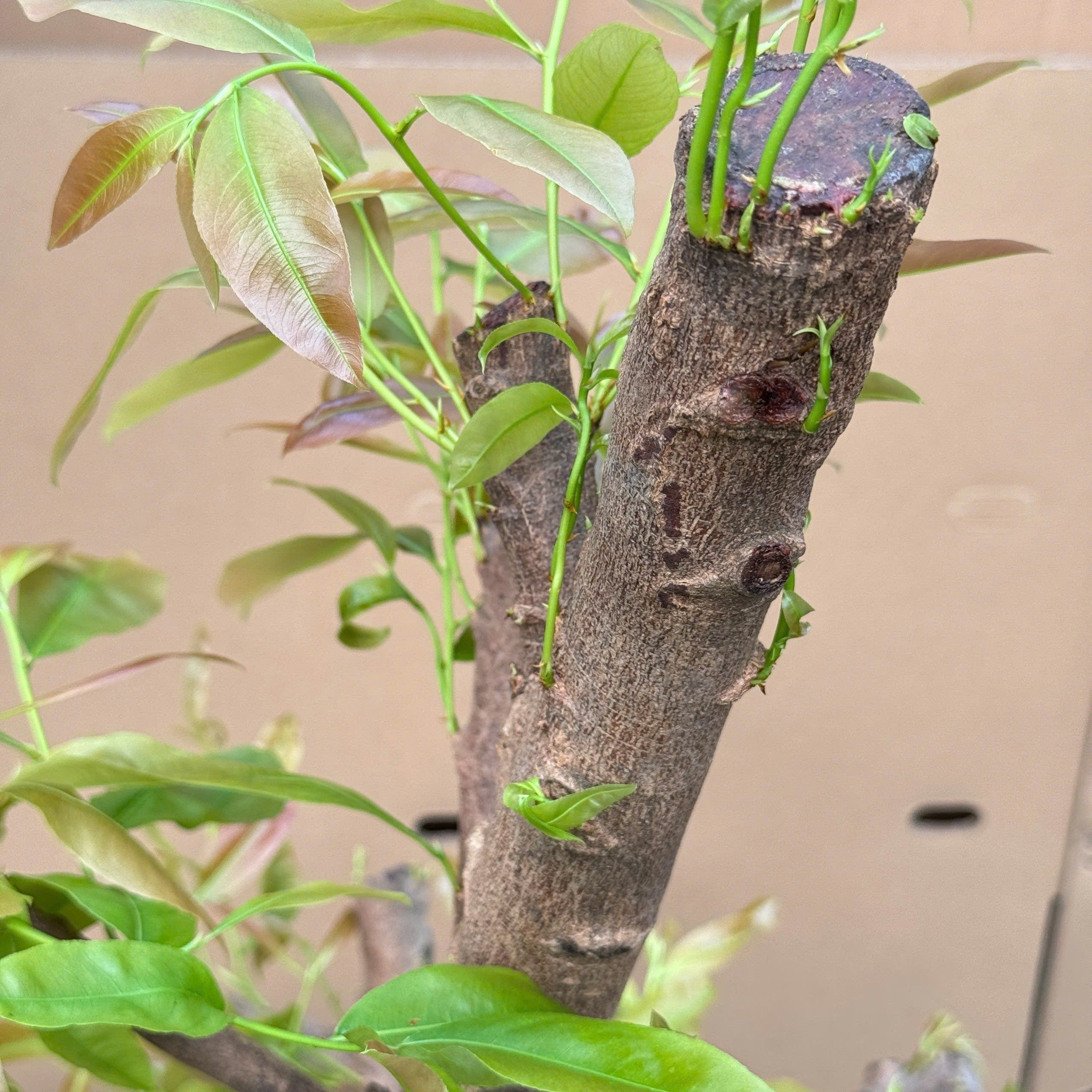 Bộ Đôi Vô Cực - Phục Hồi Mai Vàng Sau Xả Tàn, Suy Kiệt & Hỗ Trợ Mai Ra Rễ, Bật Mầm