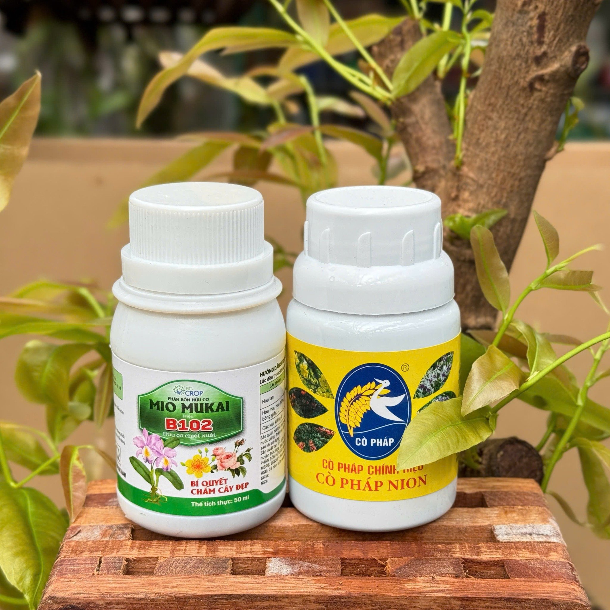 Bộ Đôi Vô Cực - Phục Hồi Mai Vàng Sau Xả Tàn, Suy Kiệt & Hỗ Trợ Mai Ra Rễ, Bật Mầm