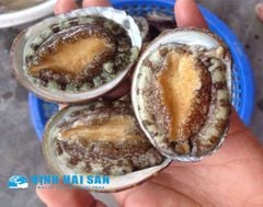 BÀO NGƯ TƯƠI - KHÔ - NHẬP KHẨU