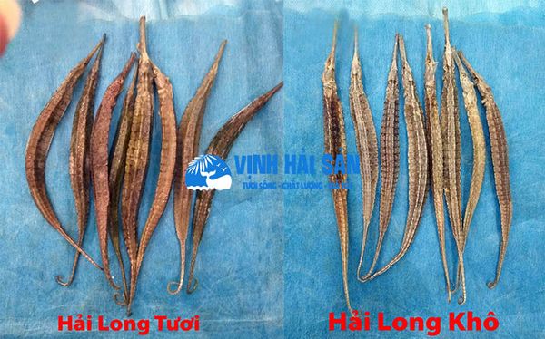 HẢI LONG NGÂM RƯỢU