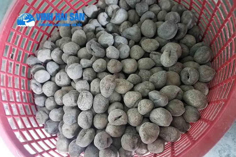 HẢI SÂM TƯƠI - KHÔ