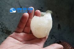 HẢI SÂM TƯƠI - KHÔ