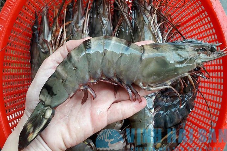 Tổng hợp các cách làm tôm hùm hấp chuẩn phong cách nhà hàng 5 sao