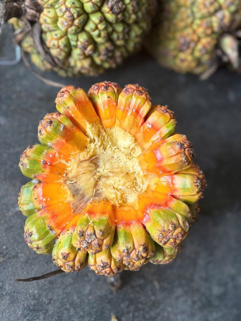 DỨA BIỂN (DỨA DẠI)