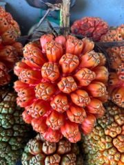 DỨA BIỂN (DỨA DẠI)