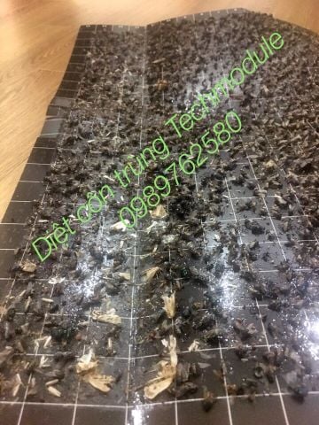 Tấm keo dính dùng cho đèn diệt côn trùng DS - D152G