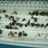 


																	 Đèn diệt côn trùng hãng ĐẠI SINH mã DS-D202I 