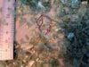 APET TRAY FLAKES TRANSPARENT