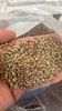 PP Pellets Brown