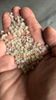 PP Pellets  Natural