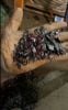 HDPE pipe PE4710  shredded Black