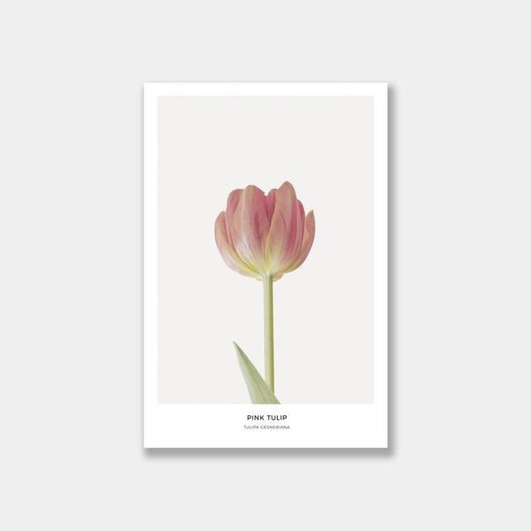 Tranh Canvas Búp Hoa Tulip Hồng (40x60cm - 50x75cm - 60x90cm)