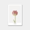 Tranh Canvas Búp Hoa Tulip Hồng (40x60cm - 50x75cm - 60x90cm)