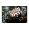 Tranh Canvas Gấu Mèo 2 Alila (60x90cm)