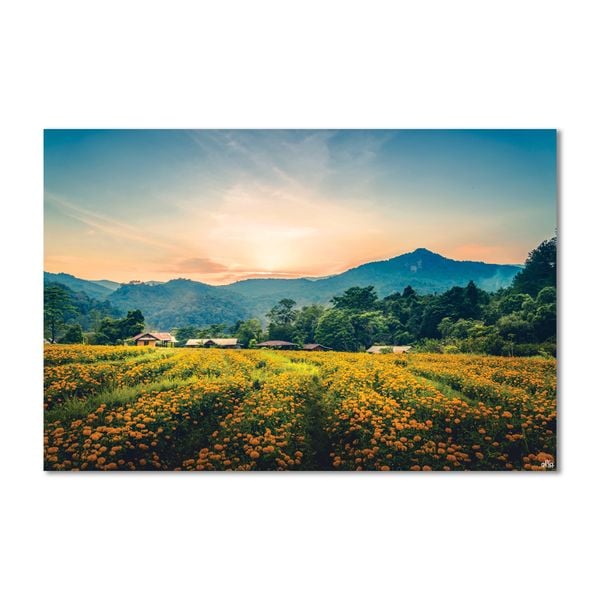 Tranh Canvas Hoàng Hôn Trên Cánh Đồng Hoa Alila (60x90cm)