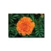 Tranh Canvas Orange Flower Alila (60x90cm)