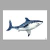 Tranh Canvas The Shark Alila (60x90cm)
