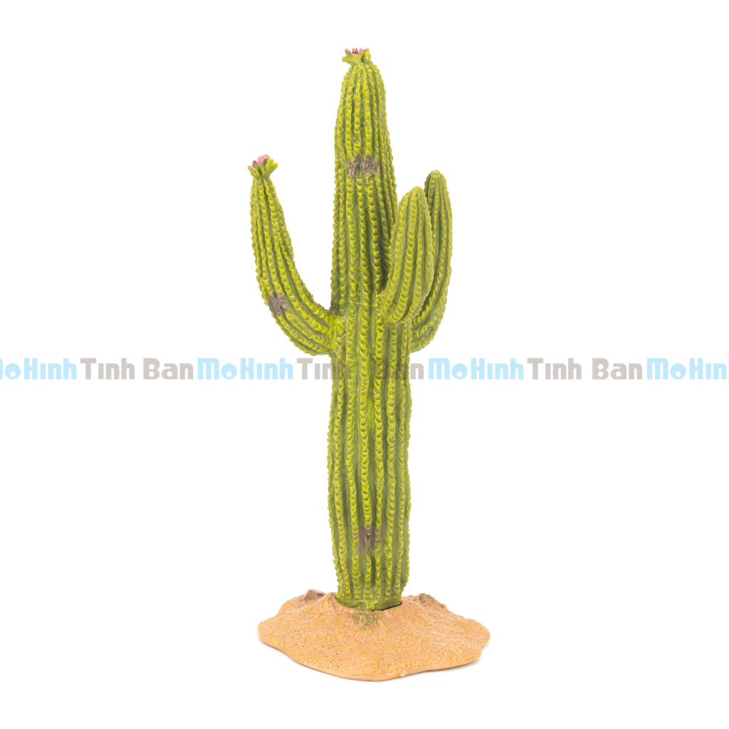 Mô hình cây xương rồng