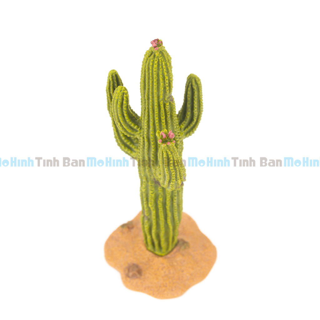 Mô hình cây xương rồng