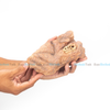Mô hình Đất Nền Diorama Trưng Bày Khủng Long