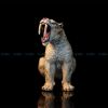 Mô hình hổ răng kiếm Machairodus TNG