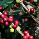 Starmaya Sơn La - Honey Arabica Chiềng Ban
