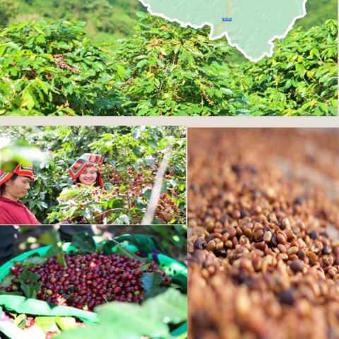 Starmaya Sơn La - Honey Arabica Chiềng Ban