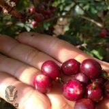Trà Cascara Sơn La