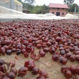 Trà Cascara Sơn La