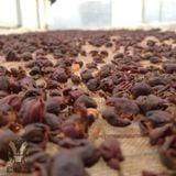 Trà Cascara Sơn La