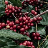 Decaf Honey Robusta