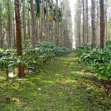 Decaf Honey Robusta