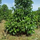 Excelsa Anaerobic Natural Khe Sanh