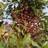 Excelsa Anaerobic Natural Khe Sanh