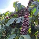 Flavor Robusta