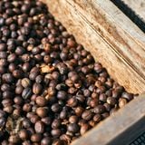 Flavor Robusta