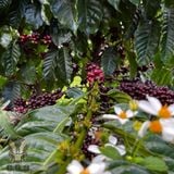 Flavor Robusta
