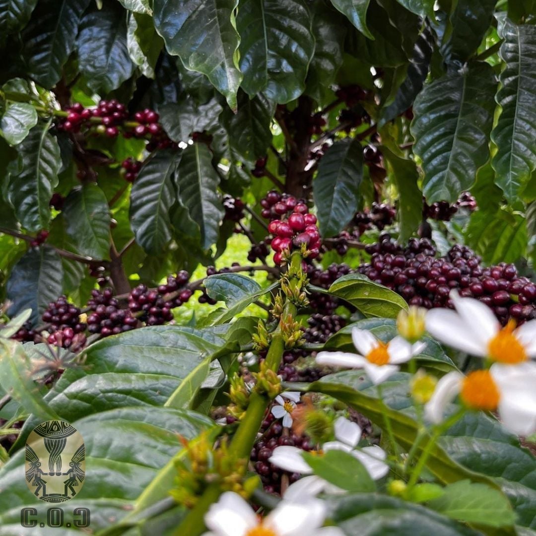 Quả cà phê robusta chín tím của Lâm Hà - Lâm Đồng