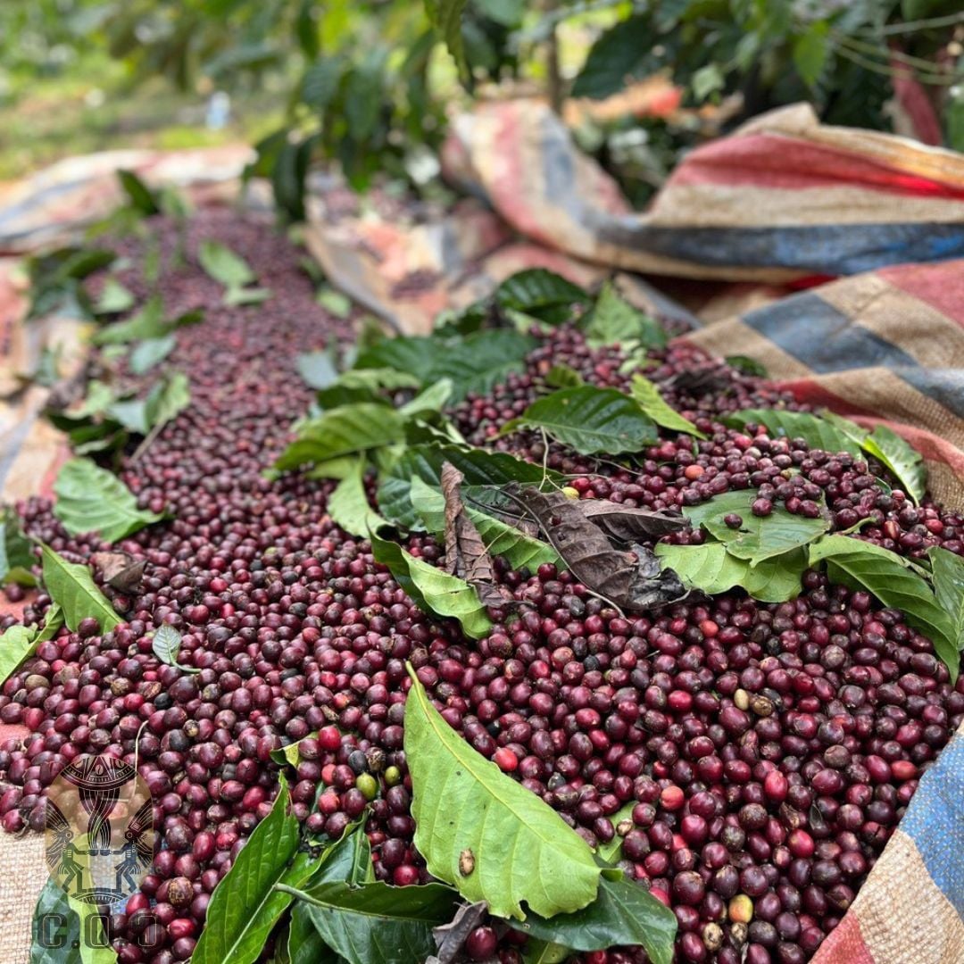 Thu hoạch quả cà phê robusta chín tím của Lâm Hà - Lâm Đồng