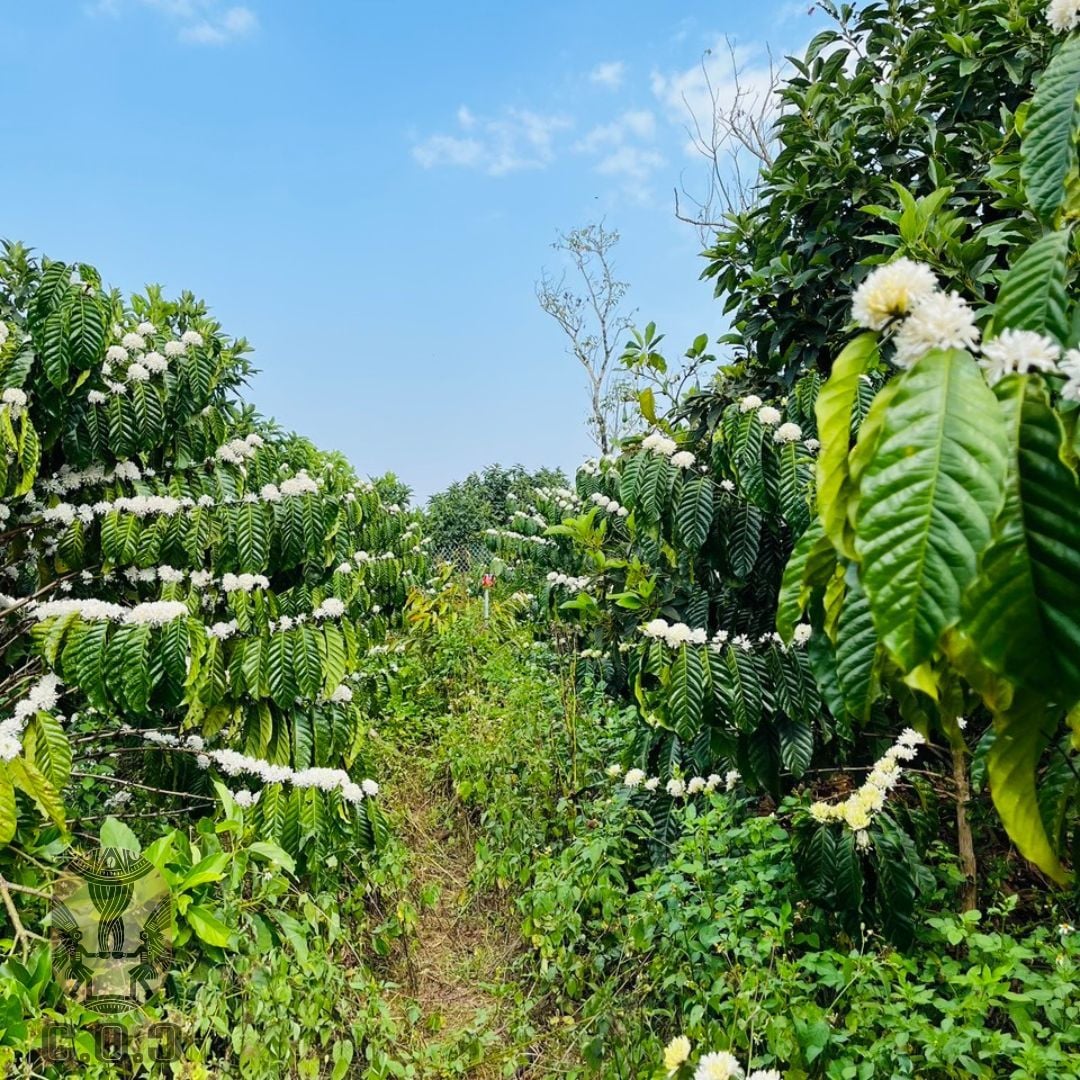 Hoa cà phê robusta tím của Lâm Hà - Lâm Đồng