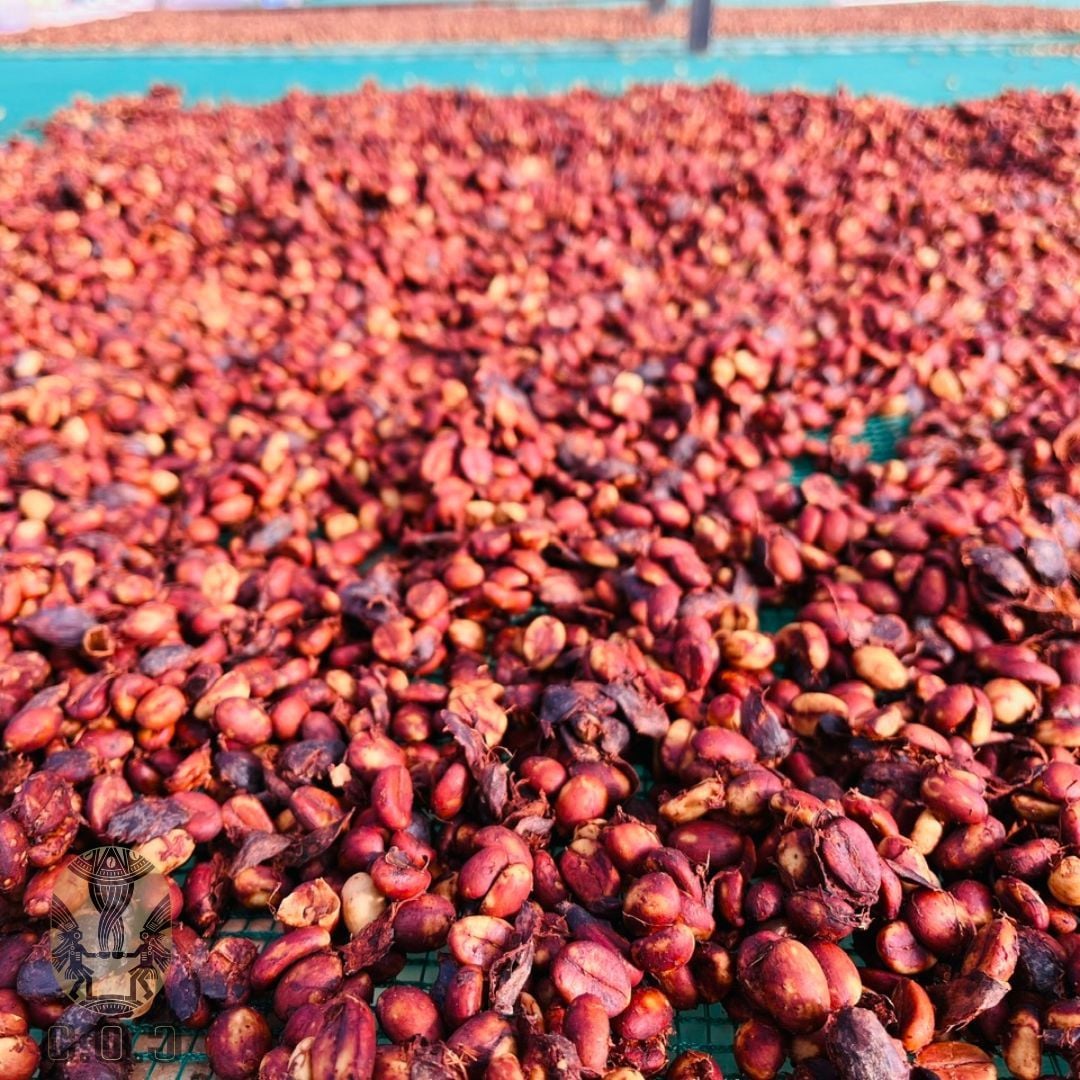Phơi cà phê robusta tím của Lâm Hà - Lâm Đồng