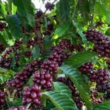 Honey Robusta