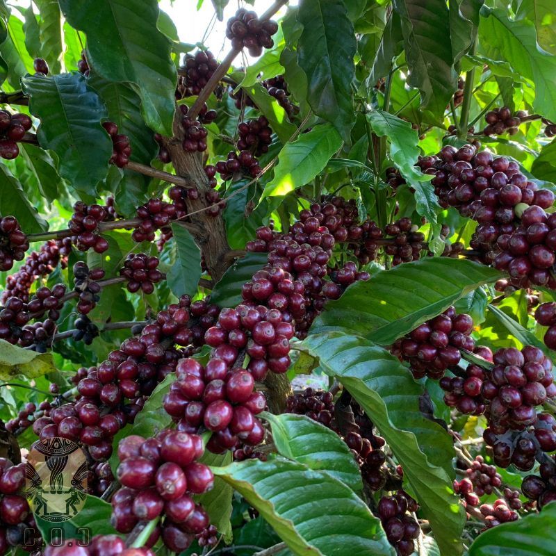 Robusta chín tím của Lâm Hà
