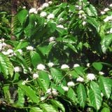 Strong Robusta