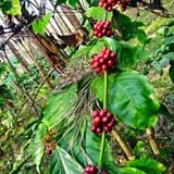 Strong Robusta